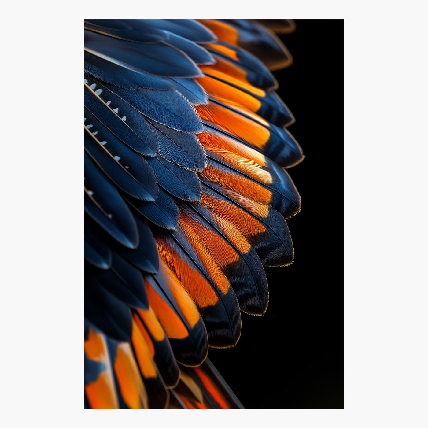 Vibrant Feathers